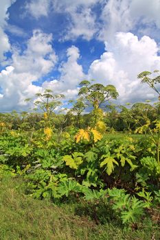 cow-parsnip thickets on cloud background