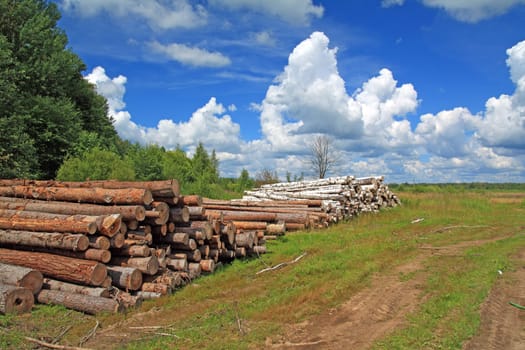 timber in a field near the forest