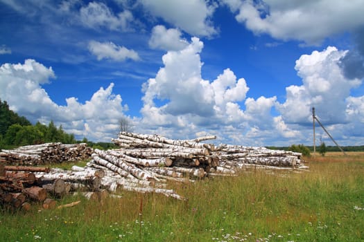 timber in a field near the forest