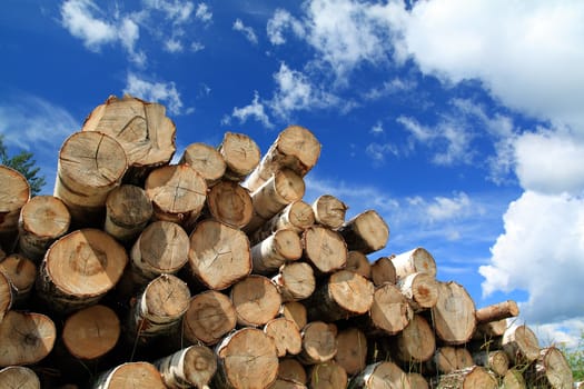 timber in a field near the forest