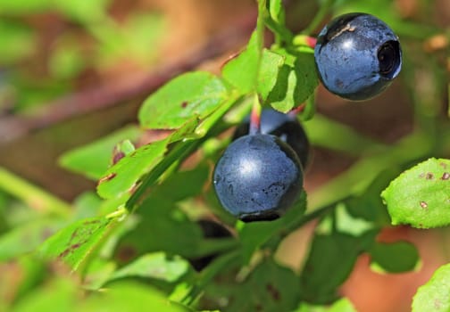 ripe whortleberry on timber background