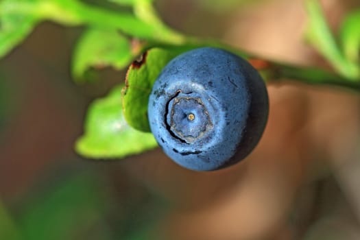 ripe whortleberry on timber background