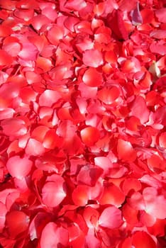 Background of red rose petals 