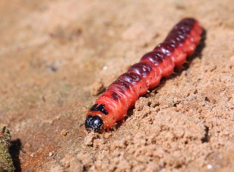 red caterpillar on dry sand