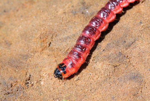 red caterpillar on dry sand