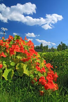 summer flowerses near rural building