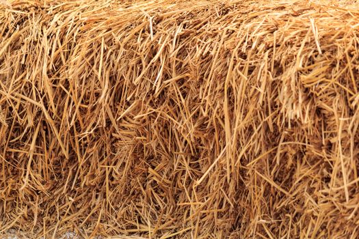 Bale golden straw texture, ruminants animal food background.