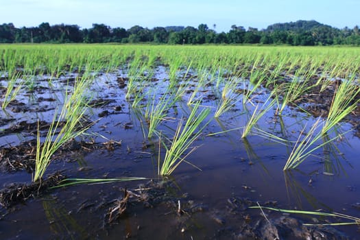 Rice plants
