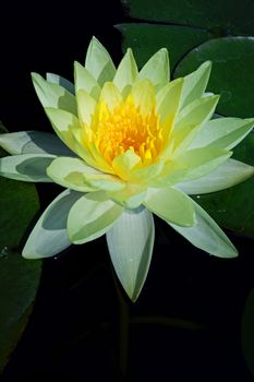 Yellow water lily