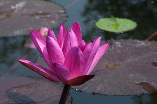 Pink Waterlily
