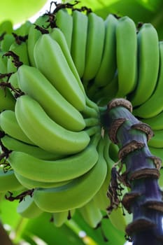Green bananas