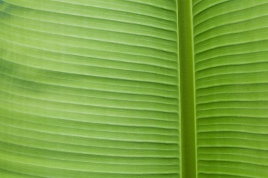 Banana Leaf background