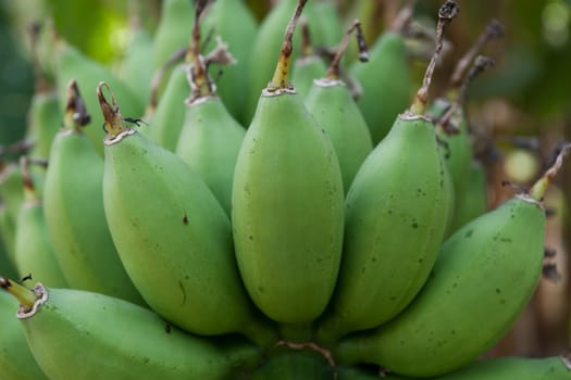 Green bananas