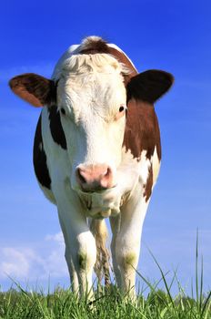 beautiful and curious cow in the landscape, rural situation