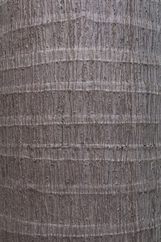 Tree bark texture
