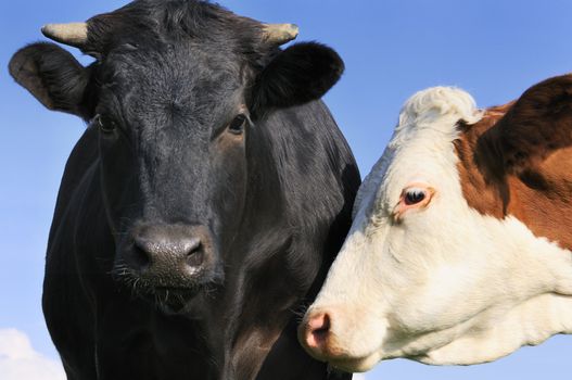 Portrait of a young Black bull abd a Montbeliarde cow