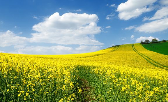 rape field and blue sky with clouds in spring 