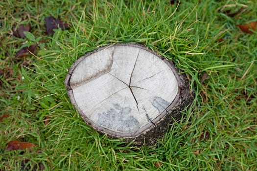 Tree stub