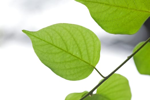 Green leaves