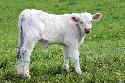 White calf grazing on a green field