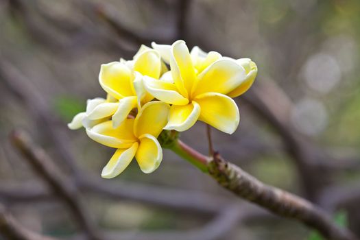 Yellow plumeria flowers