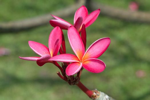 Plumeria flowers