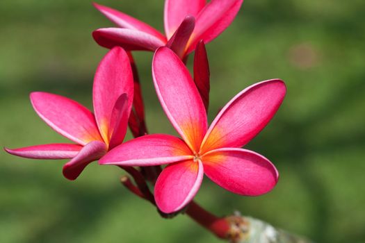 Plumeria flowers