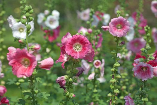 Pink hibiscus flowers