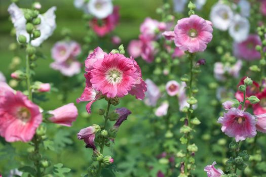Pink hibiscus flowers
