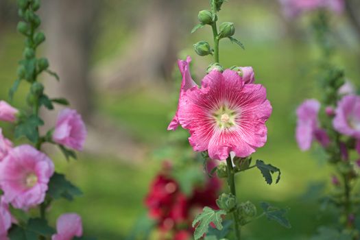 Pink hibiscus flowers