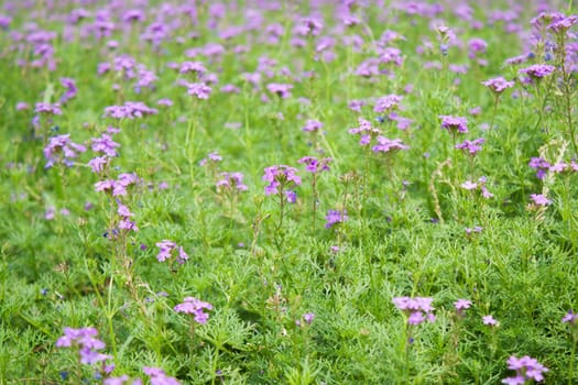 Beautiful purple flowers