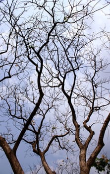 Tree branches and blue sky