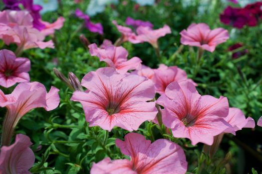 Blooming morning glory vine