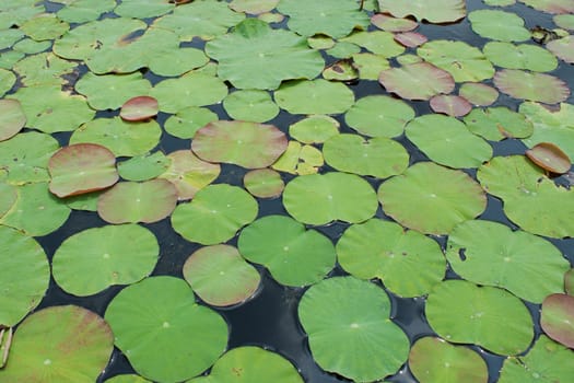 lotus leaves