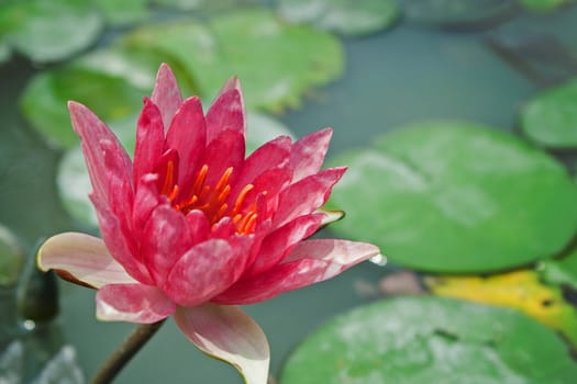 Red Water Lily