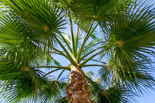 Palm tree and blue sky