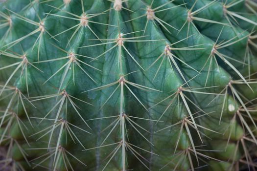 Cactus close-up