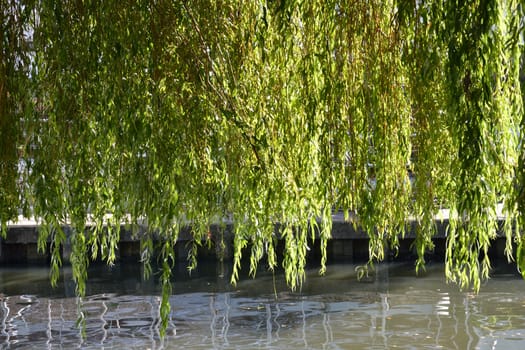 Weeping willow leaves over canal