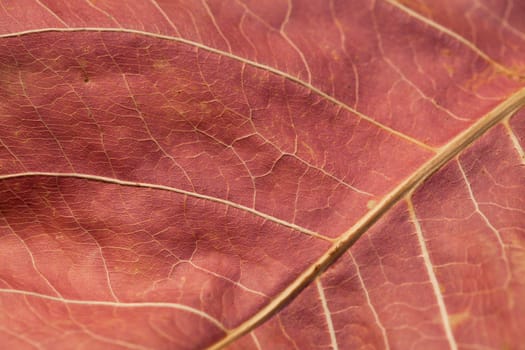 Abstract autumn leaf background