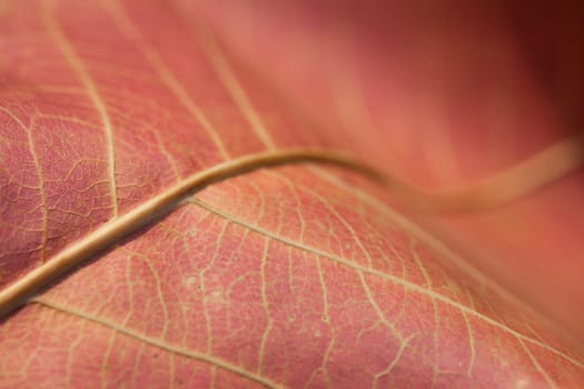 Abstract autumn leaf background