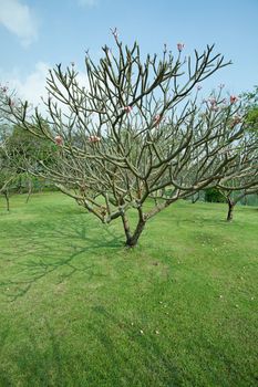 Plumeria tree with green grass