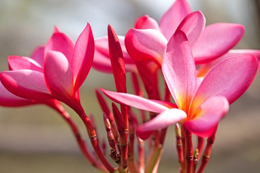 Plumeria flowers