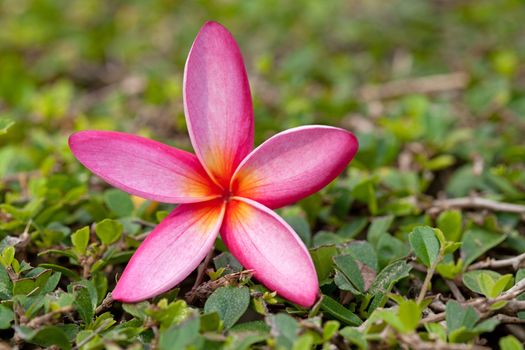 Plumeria flowers