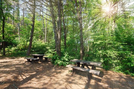 pathway with benches in the forest with sunlight 