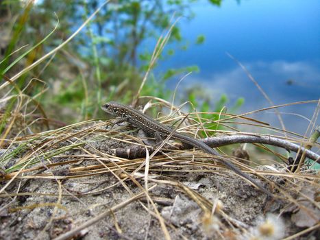 The grey small lizard near the river