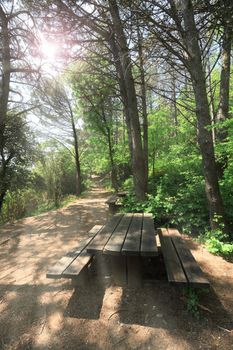 	pathway with bench in the forest with sunlight