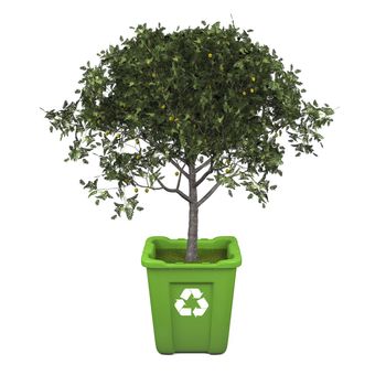 Recycling concept with fruit tree growing in green recycle bin