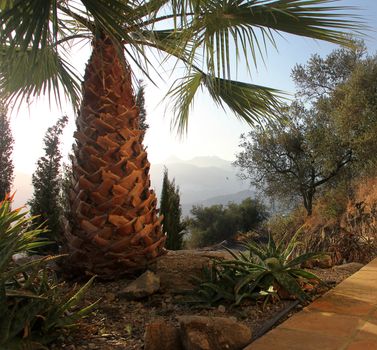 Palm in the garden with som cactus