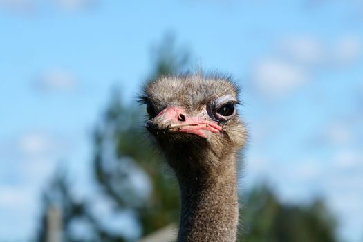 Portrait of an adult ostrich close up