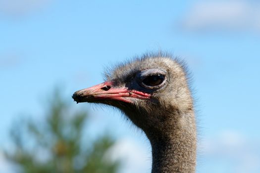 Portrait of an adult ostrich close up